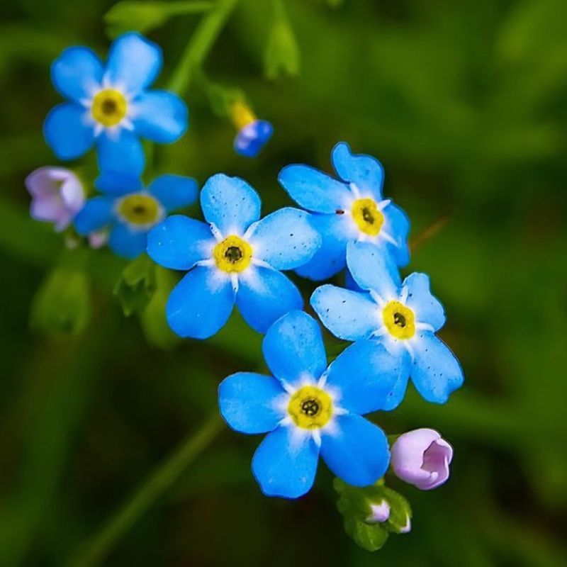 Forget-Me-Nots