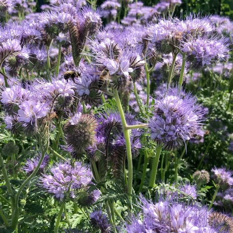 Phacelia: The Pollinator Powerhouse You've Never Heard Of