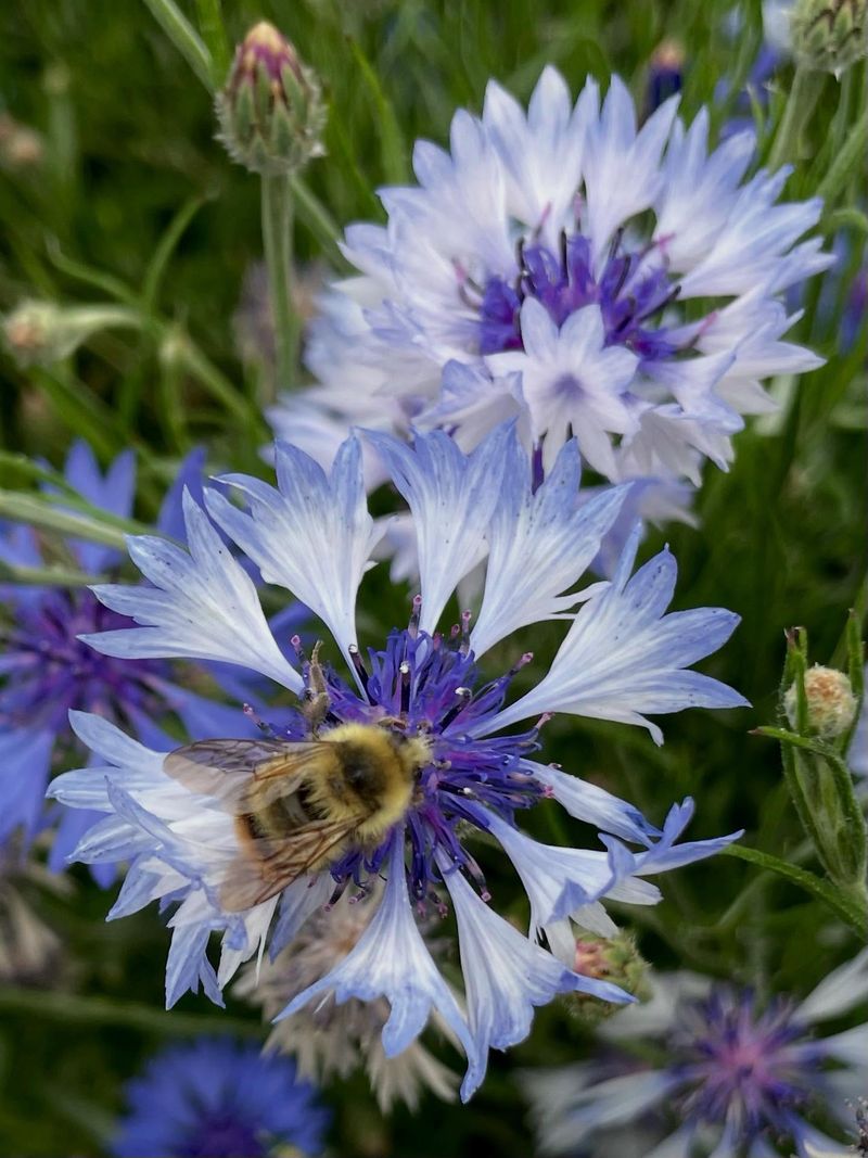 Bachelor's Buttons: Cottage Garden Classics