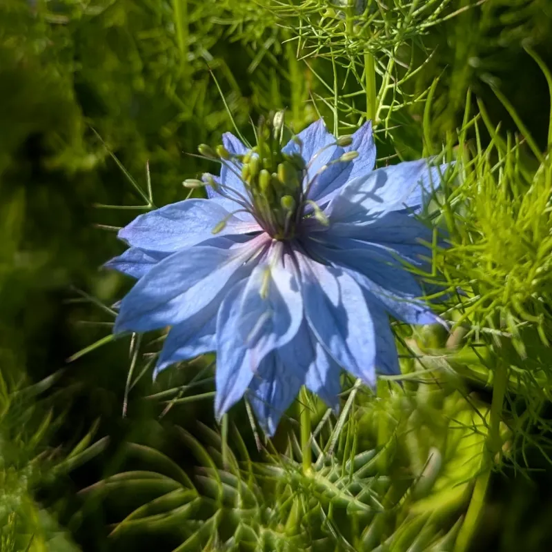 Nigella