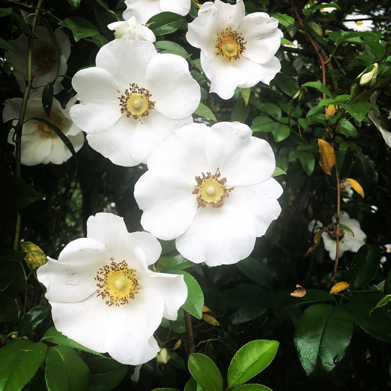 Cherokee Rose (Rosa laevigata)