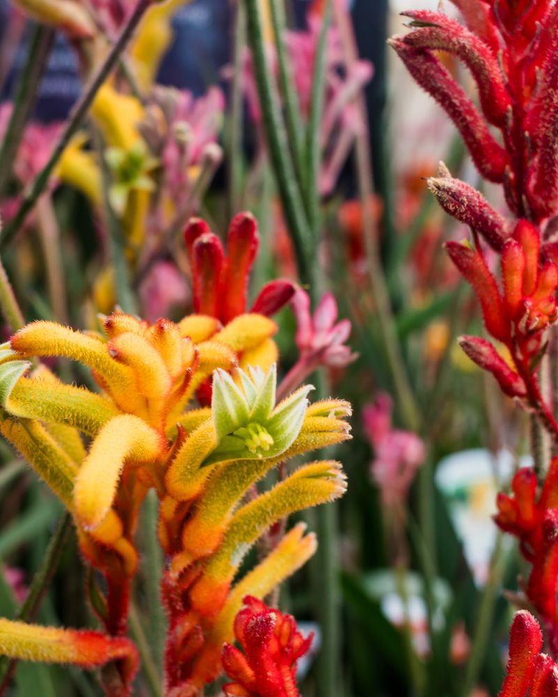 Kangaroo Paw