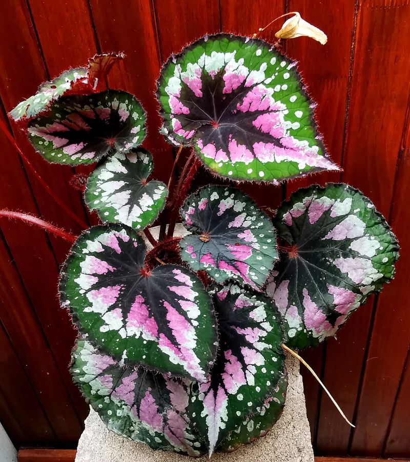 Rex Begonia