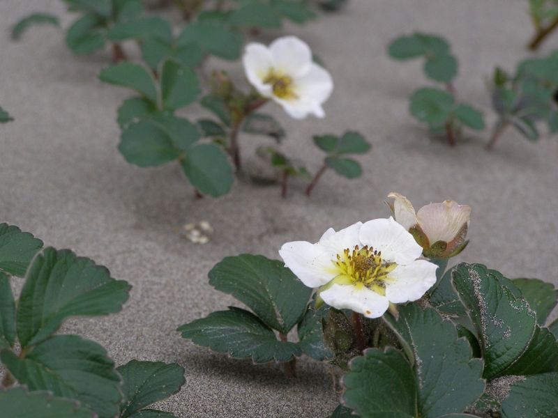 Beach Strawberry (Fragaria chiloensis)