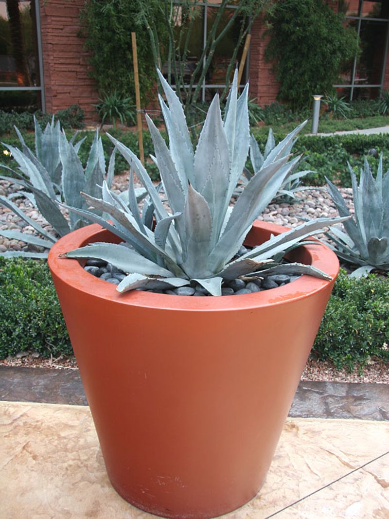 Agave