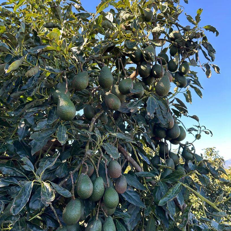 Avocado Trees