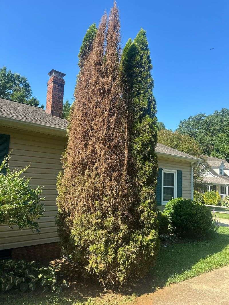 Bagworm Infestation