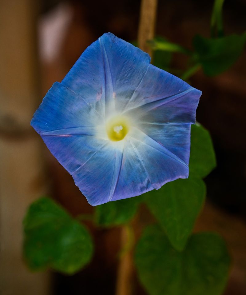 Morning Glory