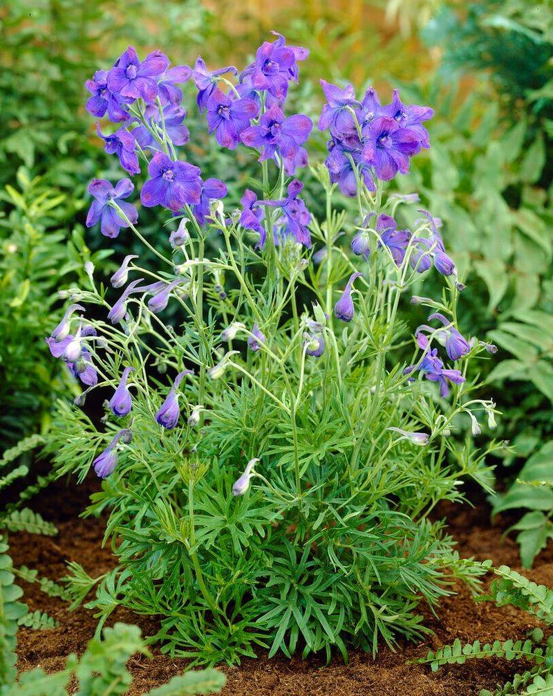 Delphinium 'Blue Butterfly'