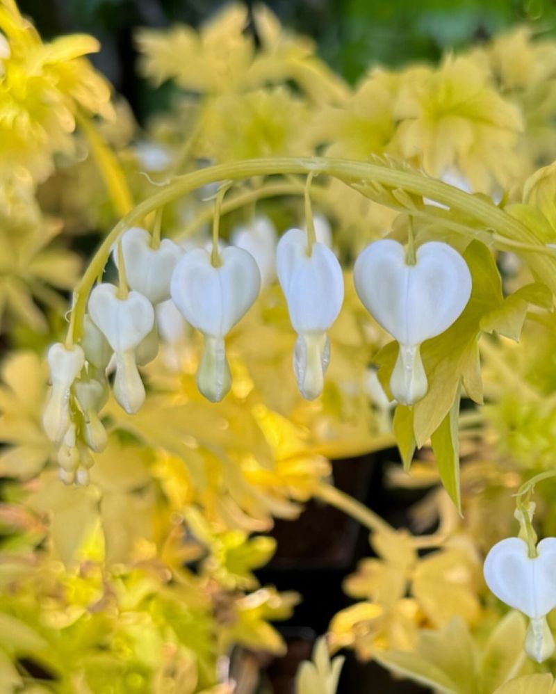 White Bleeding Heart