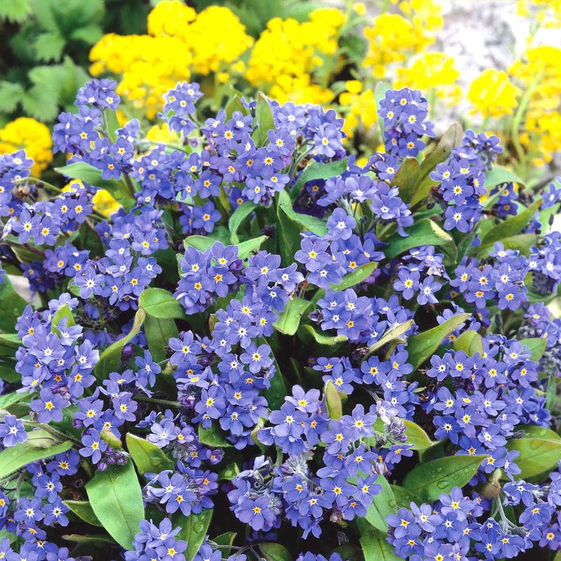 Blue Forget-Me-Nots