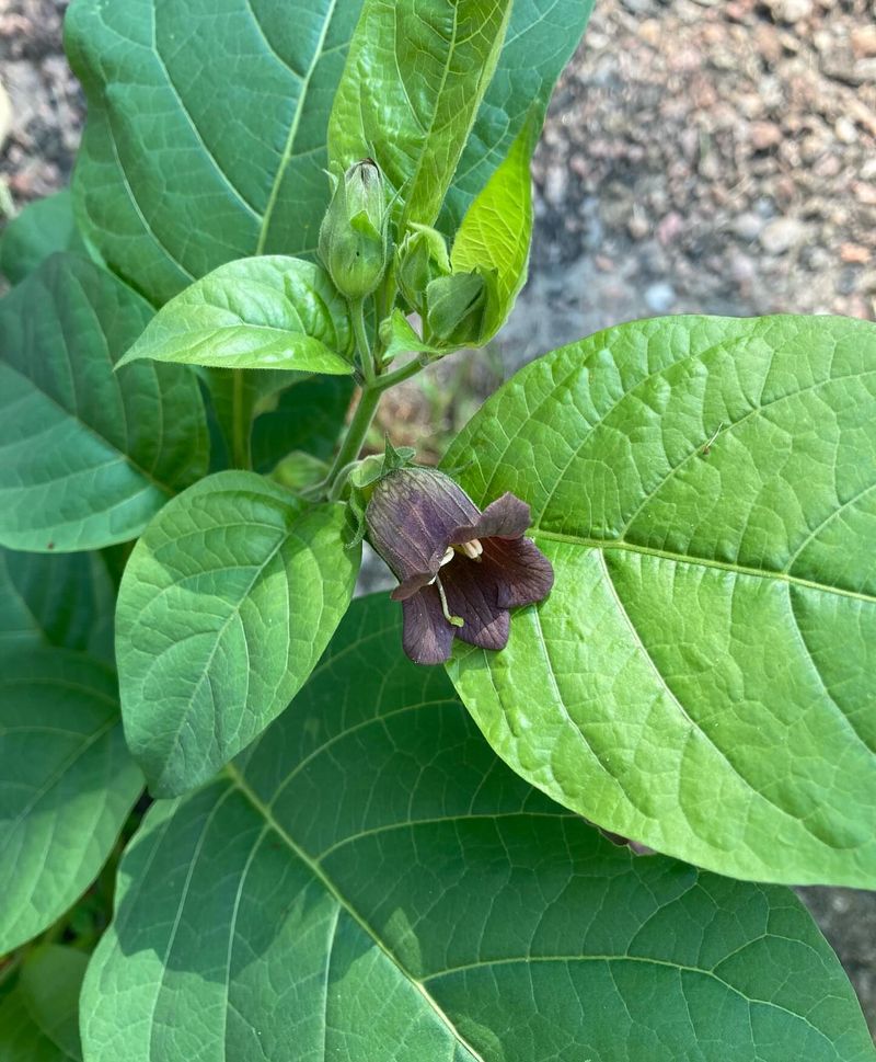 Belladonna: Beauty's Deadly Price