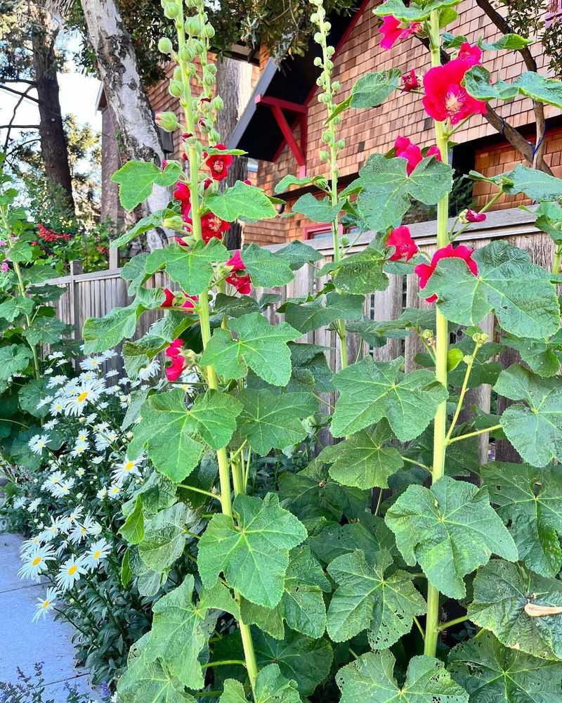 High-Maintenance Hollyhocks