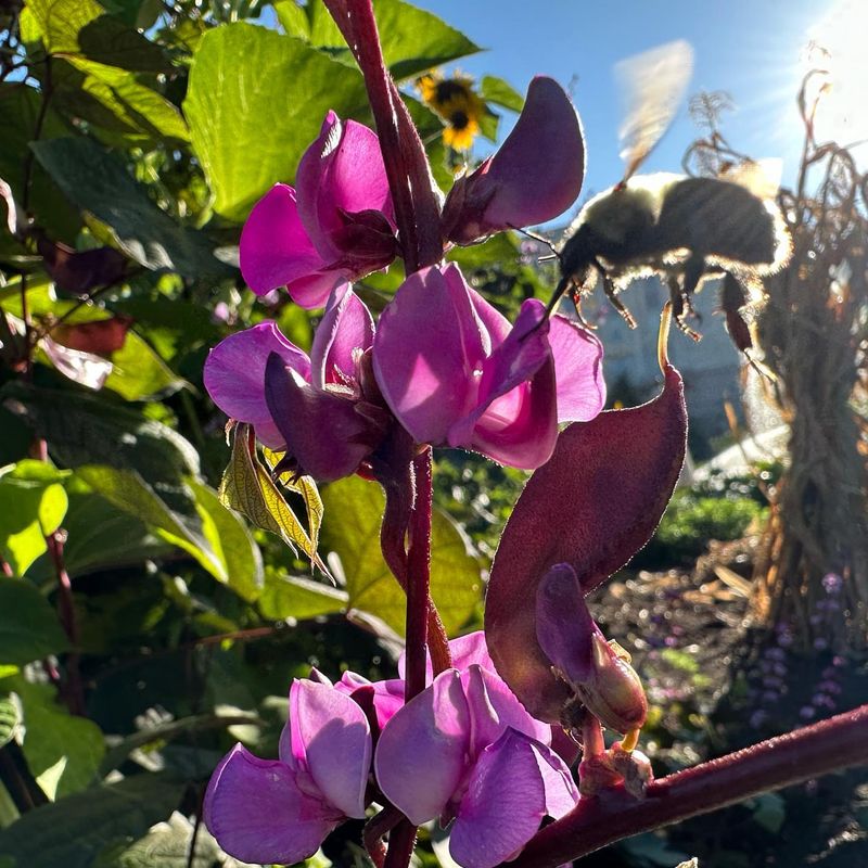 Hyacinth Bean