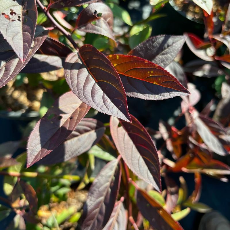 Virginia Sweetspire (Itea virginica)