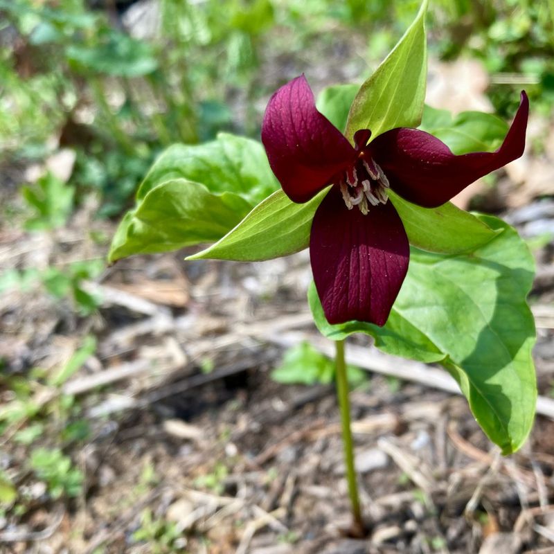 Red Trillium (Trillium erectum)