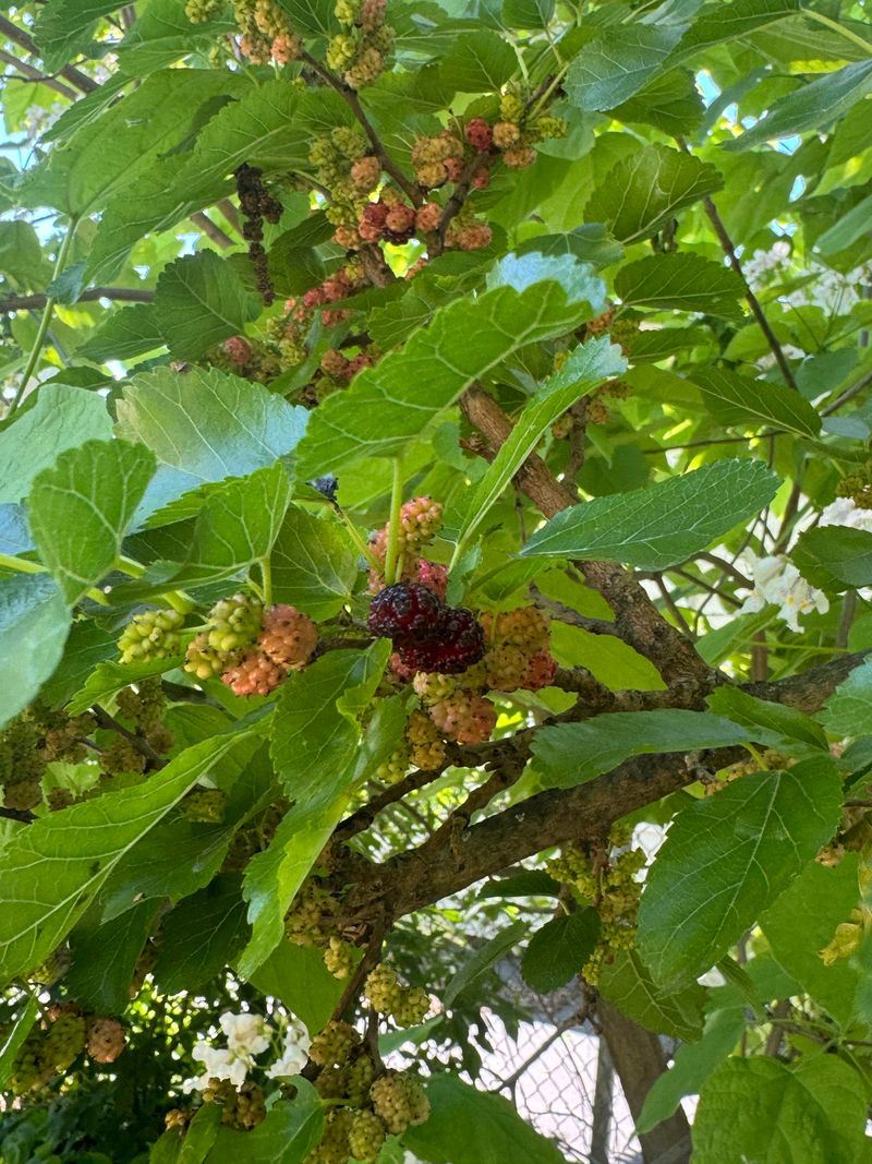 Berry-Producing Trees