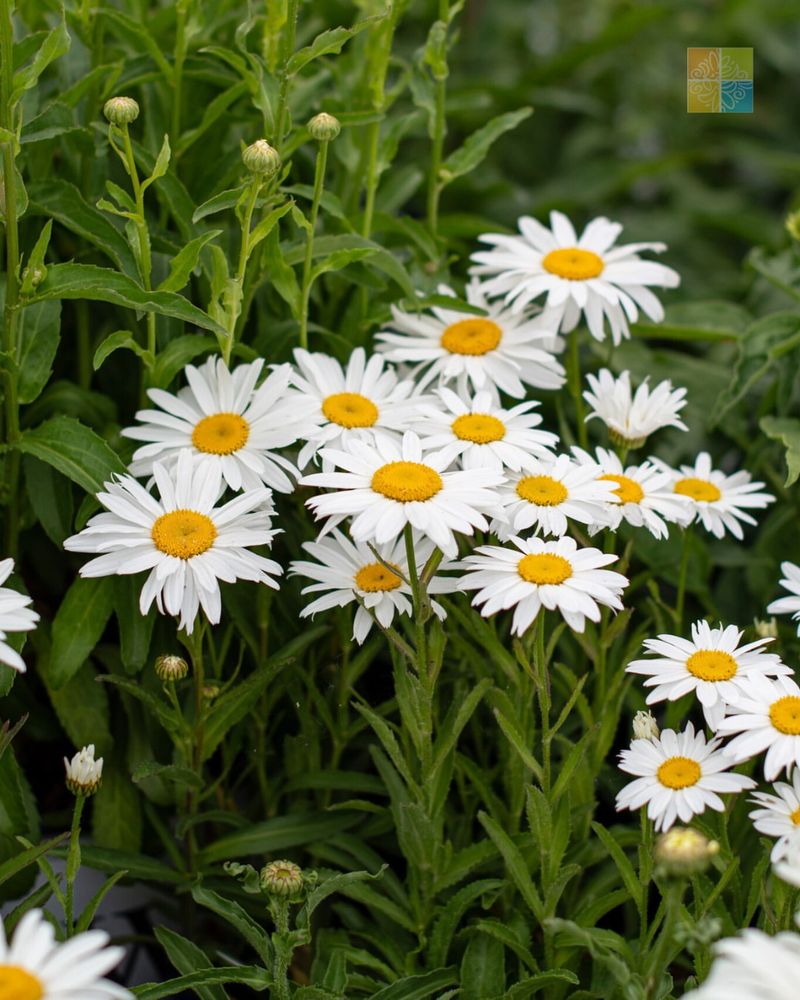 Shasta Daisies
