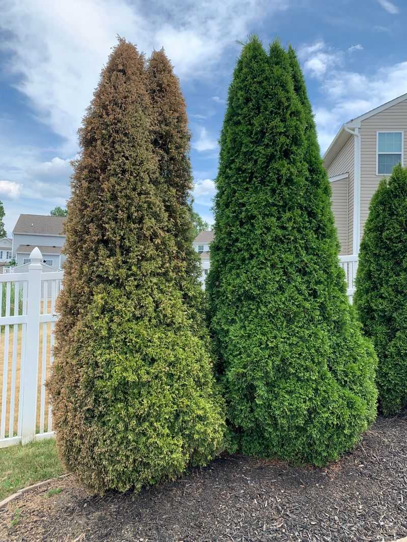 Dense Evergreen Shrubs