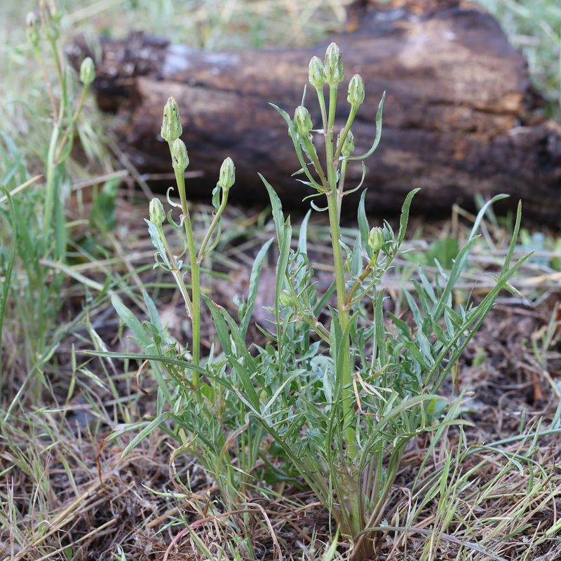 Scorzonera: Black Salsify