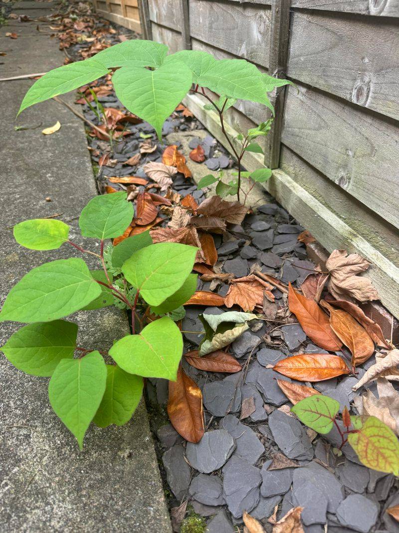 Japanese Knotweed