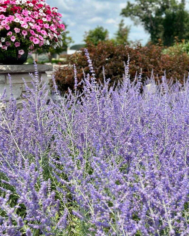 Resilient Russian Sage