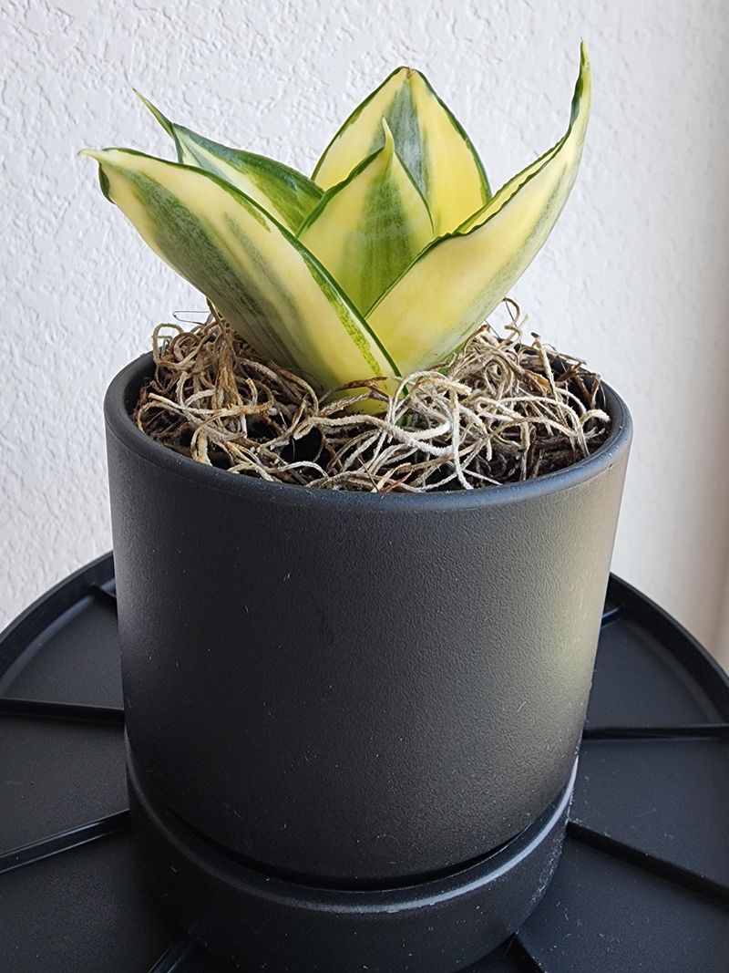 Structural Snake Plant