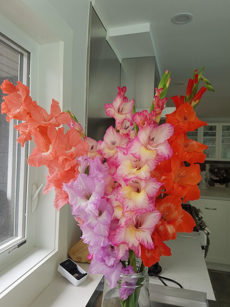 Gladiolus