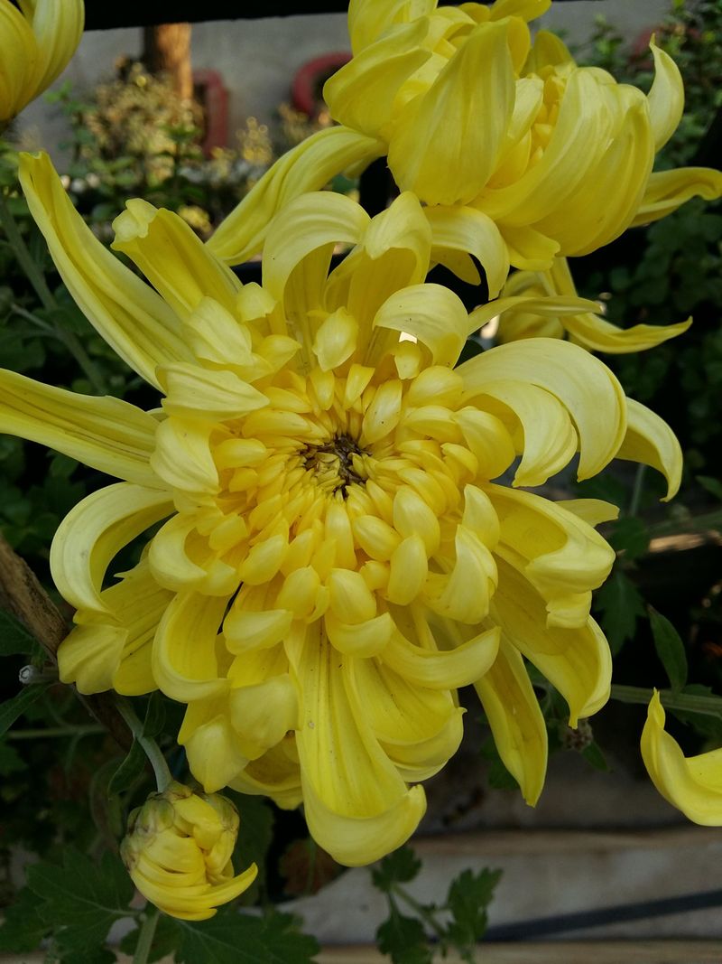 Chrysanthemums