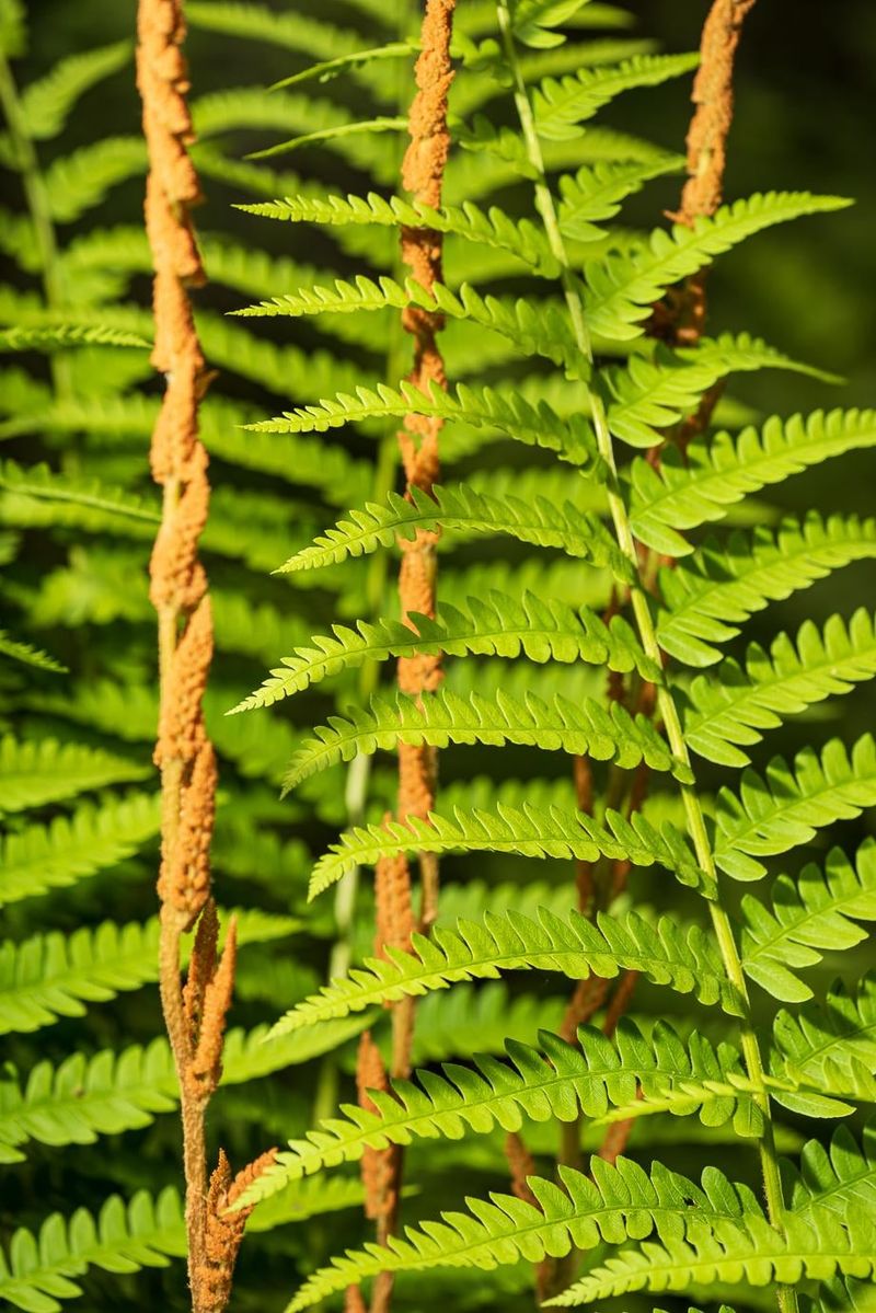 Cinnamon Fern - Not Just A Pretty Face