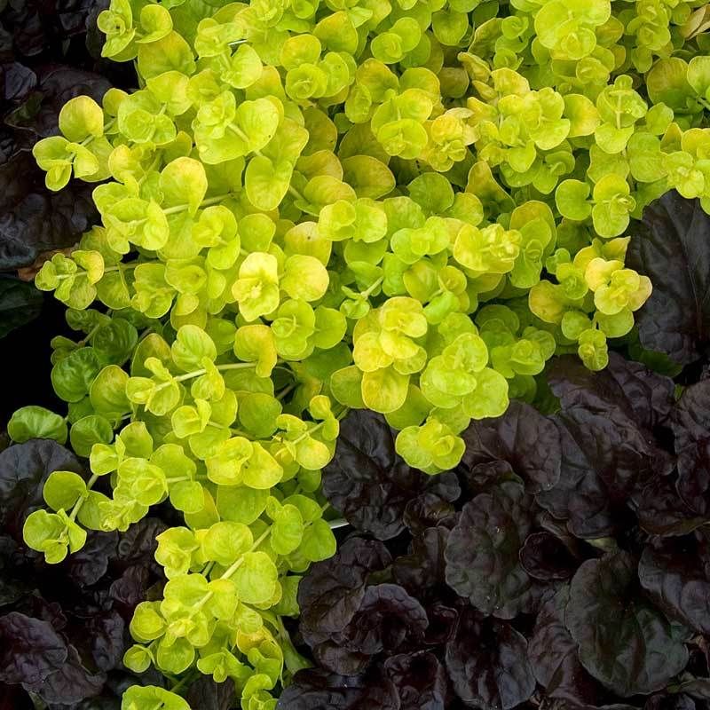 Creeping Jenny