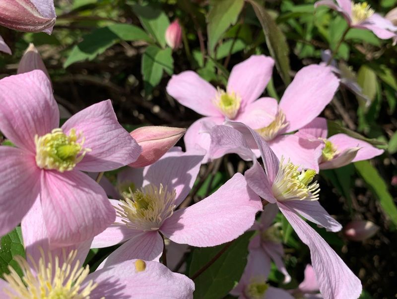 Spring-Blooming Clematis