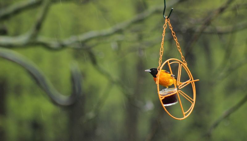 Baltimore Oriole