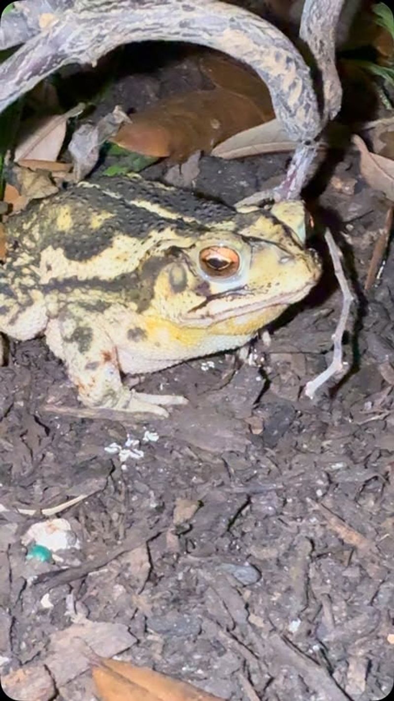 Gulf Coast Toad