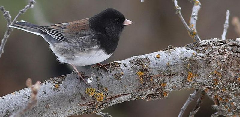 Dark-eyed Juncos Clean Up Weed Seeds