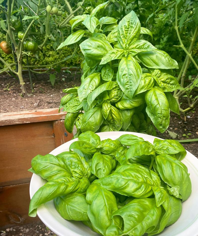 Basil