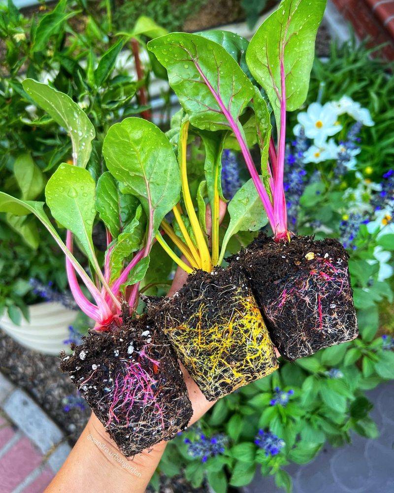 Swiss Chard
