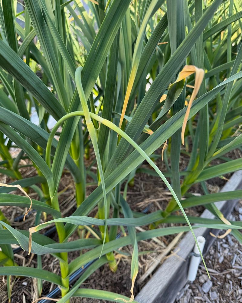 Scallions