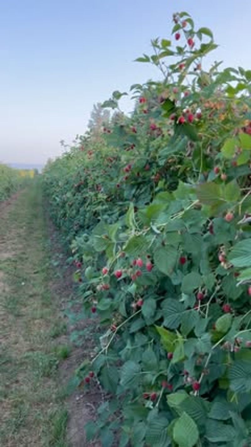 Raspberries