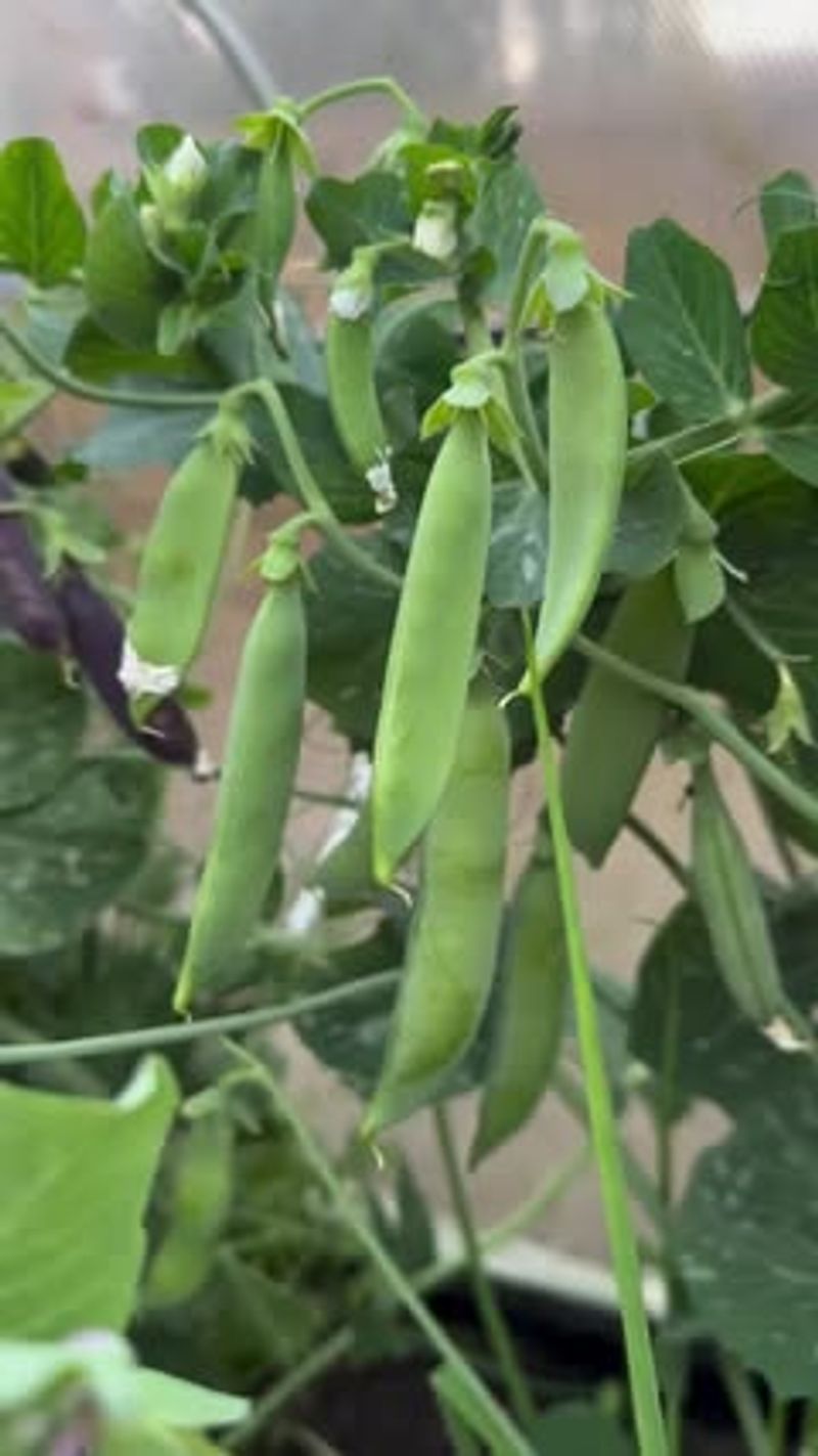 Bush Peas
