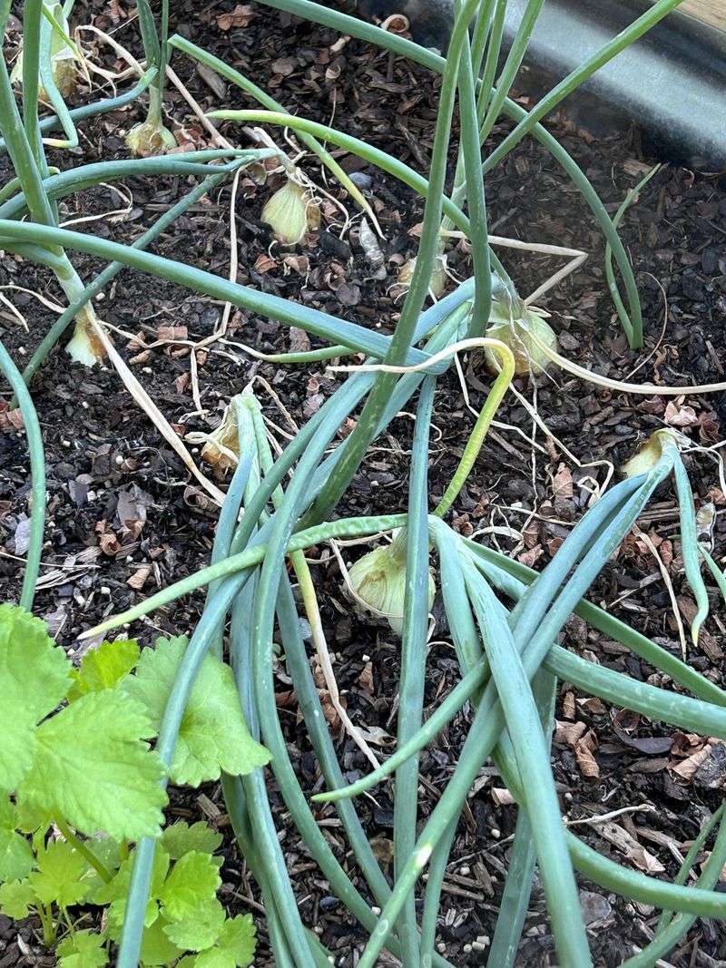 Onions Need Fallen Tops