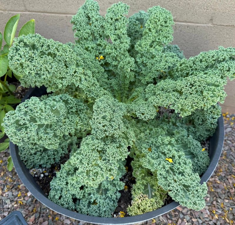 Kale and Nasturtium Nutrient Boost