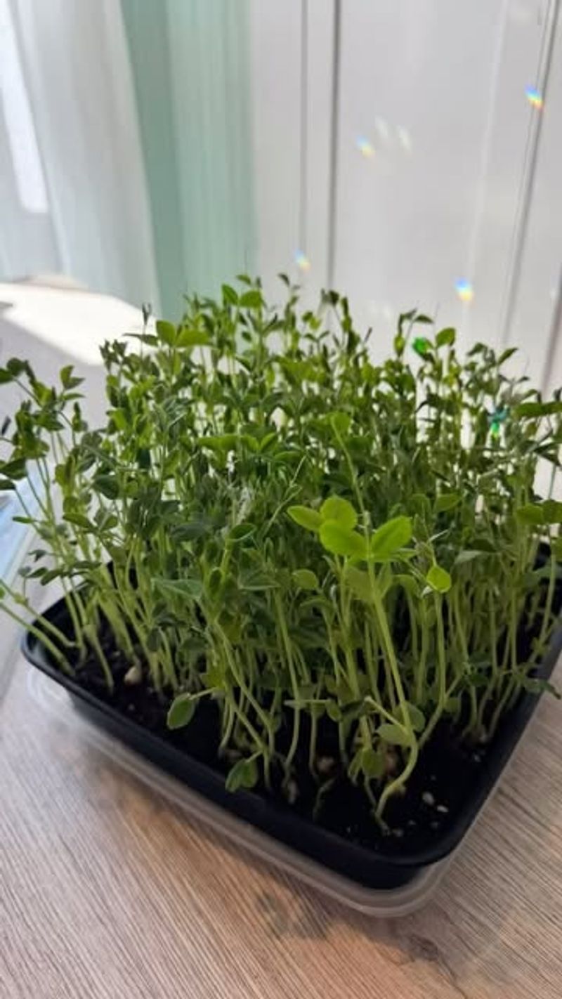 Pea Shoots