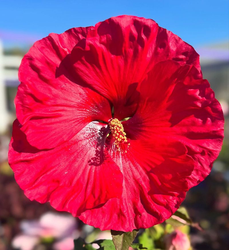 Hardy Hibiscus