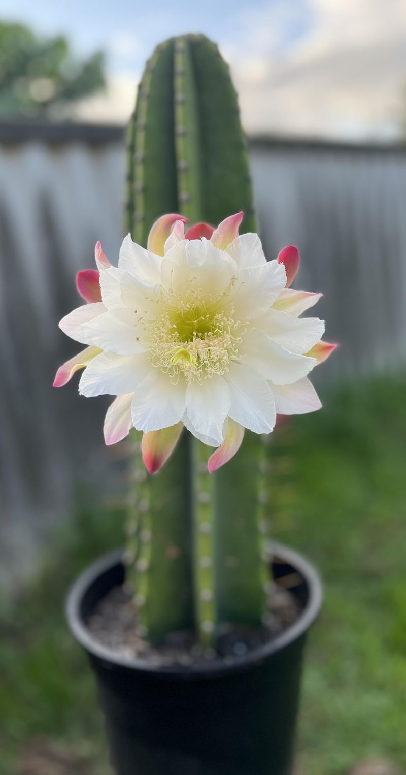 Night-Blooming Cereus