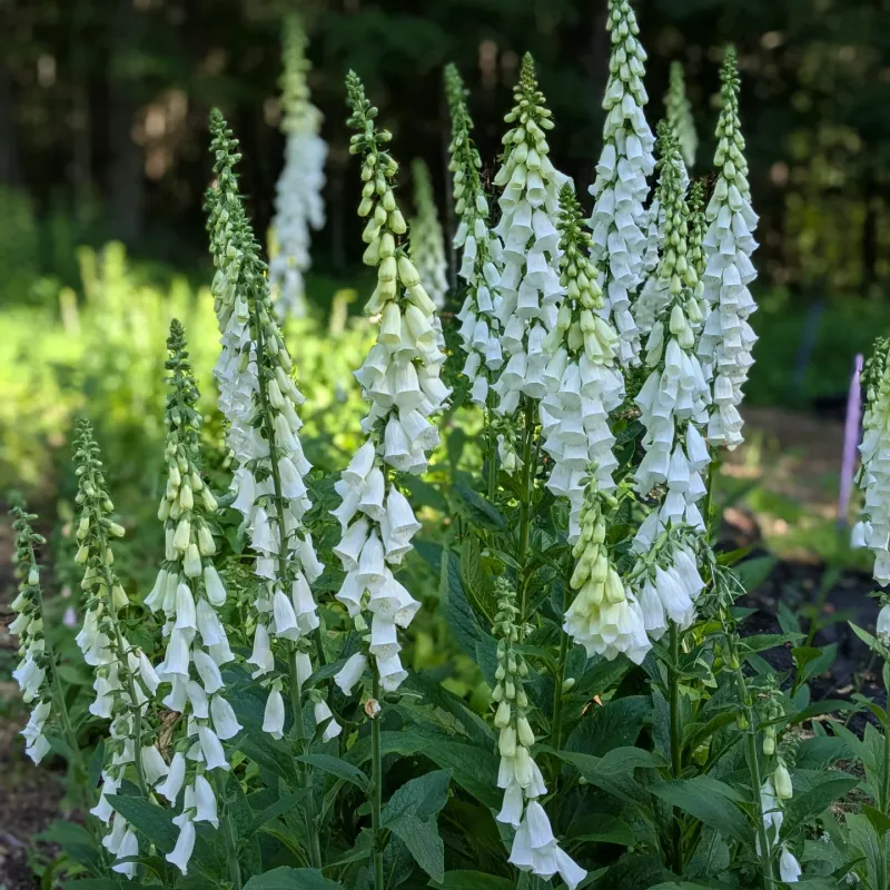 White Foxglove