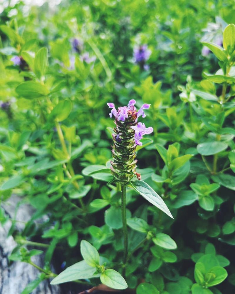 Self-Heal (Prunella vulgaris)