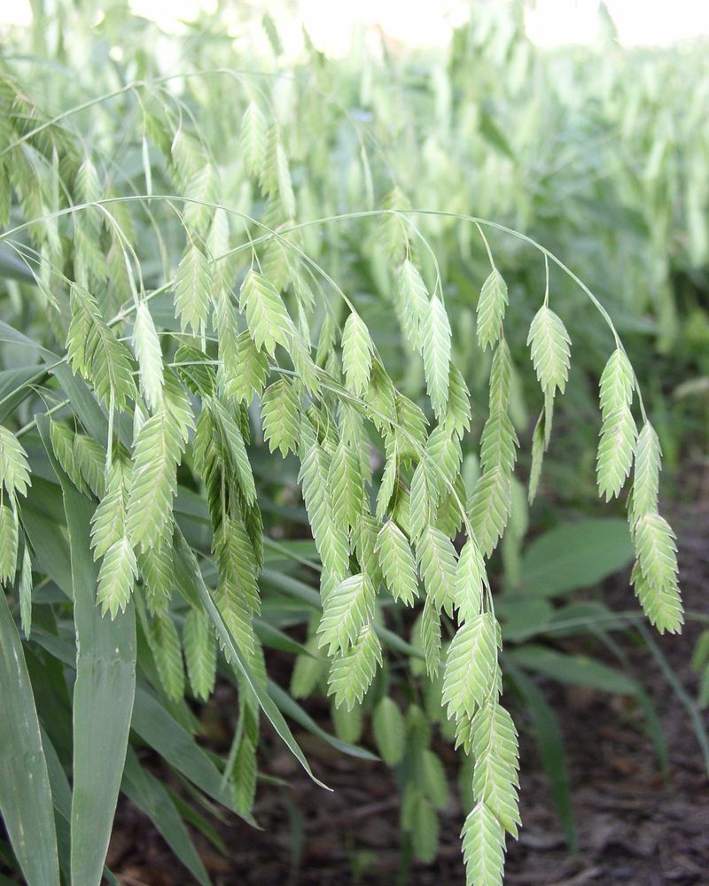 Inland Sea Oats