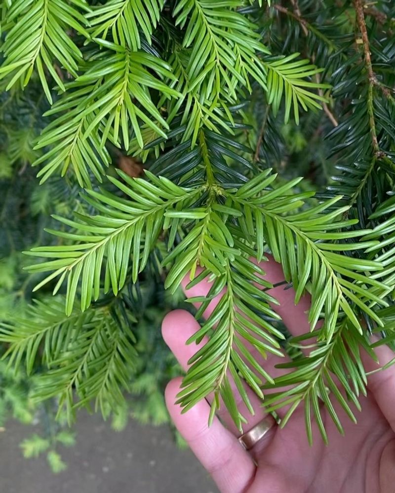 Yew