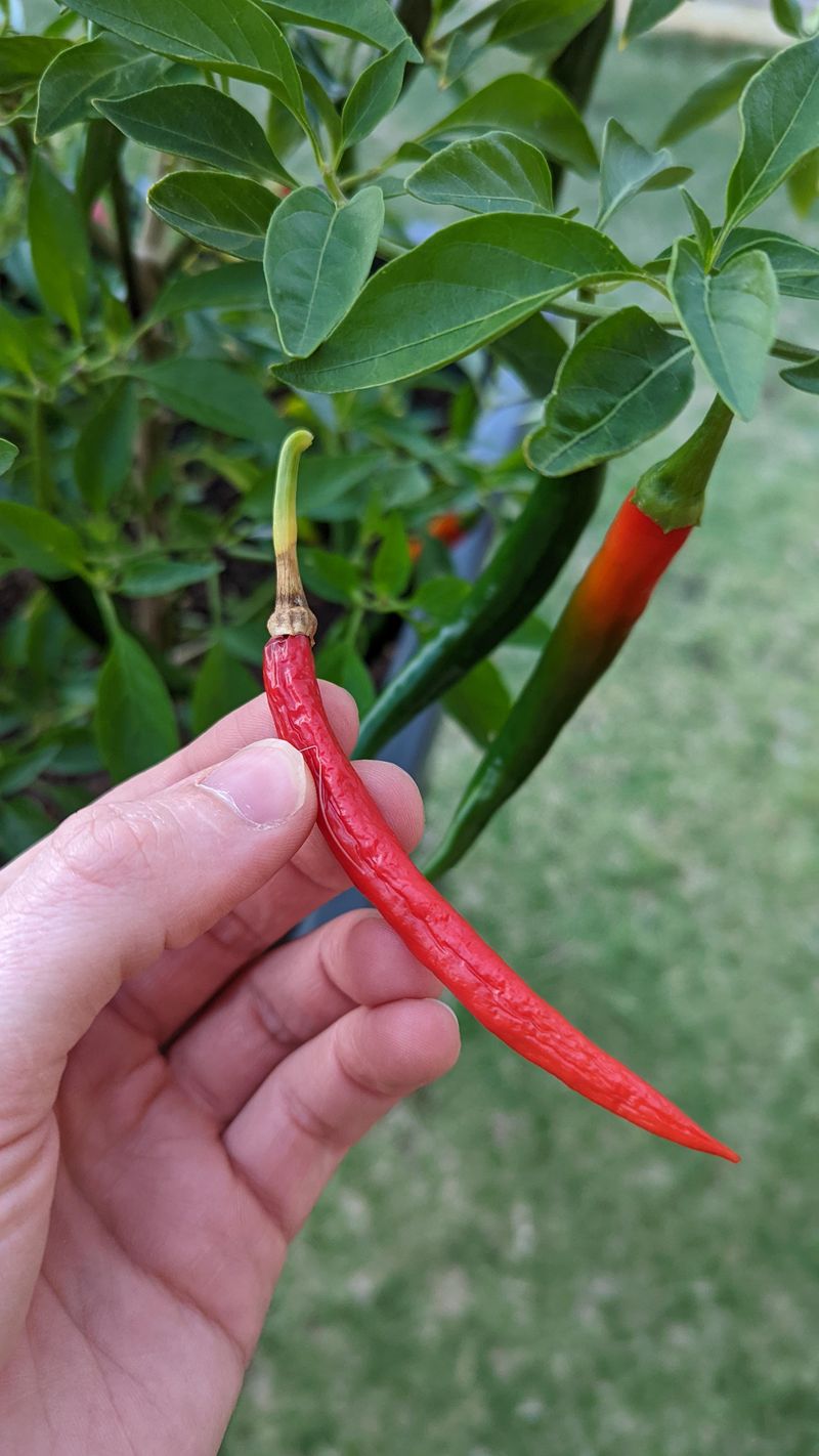 Cayenne Pepper